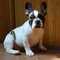 Cahorrito bulldog frances - Foto 1