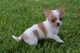 Chihuahua Puppy - Foto 1