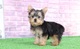 Cute Yorkie puppies - Foto 1