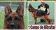 Disponible cachorros pastor aleman - Foto 1