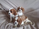 Dos cachorros Cavalier King Charles disponibles - Foto 1