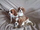 Dos cachorros cavalier king charles disponibles