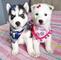 Dulces cachorros de husky siberiano - Foto 1