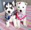 Dulces cachorros de husky siberiano