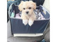 Dulces cachorros maltipoo criados en casa - Foto 1