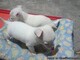 Encantadores cachorros de chihuahua - Foto 2