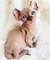 Gatitos sphynx de calidad disponibles ahora