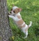 Gorgeous Chi Pups - Foto 1