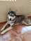 Hembra de Husky siberiano con pedigrí reconocido - Foto 1