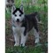 Hermoso husky siberiano registrado en akc +34613469246