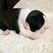 Hermosos cachorros boston terrier