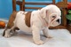 Hermosos cachorros de Bulldog Inglés disponibles - Foto 1