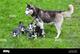 Hermosos cachorros de husky siberiano: +34613469246