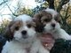 Hermosos cachorros de shih tzu imperial