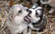 ¡Husky siberiano necesita un nuevo hogar! +34613469246 - Foto 1