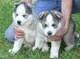 Increíbles cachorros de husky disponibles+34613469246