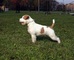 Jack Russell Terrier - Foto 1