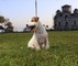 Jack Russell Terrier - Foto 2