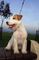 Jack Russell Terrier - Foto 3