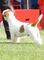 Jack Russell Terrier - Foto 4