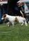 Jack Russell Terrier - Foto 5