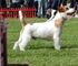 Jack Russell Terrier - Foto 8