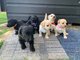 Jackapoo puppies - Foto 1