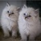 Kl gatitos siberianos para regalo (+34613392428).