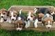 Lido cachorros beagle para regalo whatsapp(+34613392428)