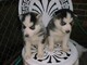 Limpiar Cachorros Husky +34613469246 - Foto 1