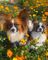 Lovely papillon puppies for sale fff