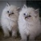 Lp gatitos siberianos para regalos WhatsApp. (+34613392428) - Foto 1