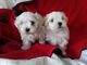 Machos y hembras hermosos cachorros malteses - Foto 1