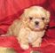 Maltipoo puppies whatsapp +32460224185