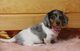 Mini cachorro dachshund en venta