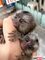 Monos bebés tití excepcionales disponibles - Foto 1