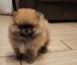 Pomerania cachorro con pedigr