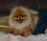 Pomerania - tipo oso de peluche