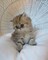 Preciosas gatitos persa para regalo