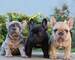 Preciosos cachorros de bulldog frances