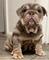 Preciosos cachorros de bulldog ingles en adopcion - Foto 1