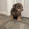 Preciosos cachorros de bulldog ingles en adopcion - Foto 3