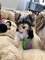 Regala Cachorros Yorkie Terrier para ti - Foto 4