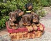 Regalo Adorable Cachorros Doberman - Foto 1