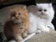 Regalo adorable gatitos persa ( +34632876898 )