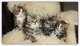 Regalo adorable gatitos siberiano de pelo corto ( +34632876898 )