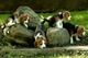 Regalo cachorros beagle gratis gratis