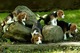 Regalo cachorros beagle gratis gratis - Foto 1