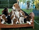 Regalo cachorros beagle (whatsapp+34631363254)