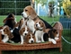 Regalo Cachorros Beagle (WhatsApp+34631363254) - Foto 1